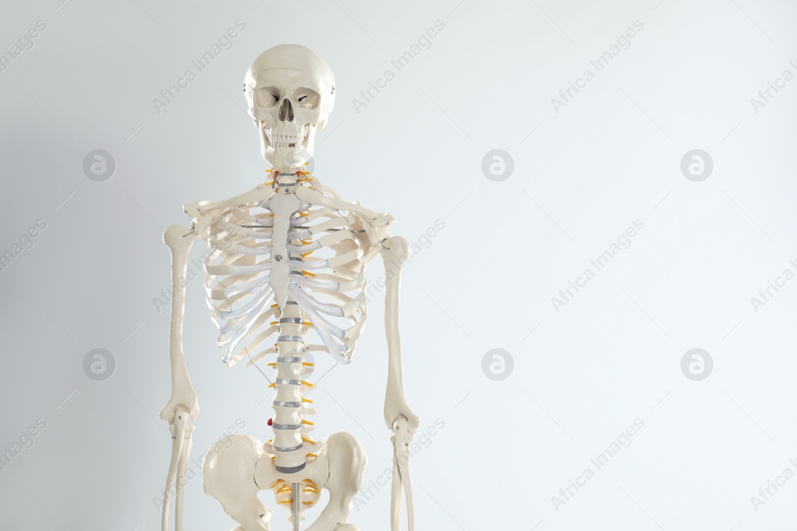 Photo of Artificial human skeleton model on white background. Space for text