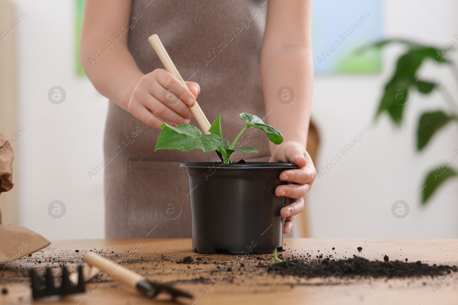 Photo of Little girl planting seedling into pot at wooden table indoors, closeup