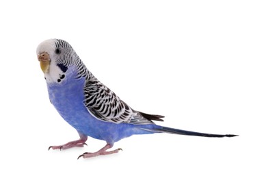 Photo of Beautiful parrot isolated on white. Exotic pet