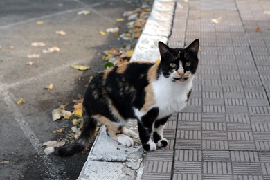 Photo of Lonely stray cat on pavement outdoors. Homeless pet