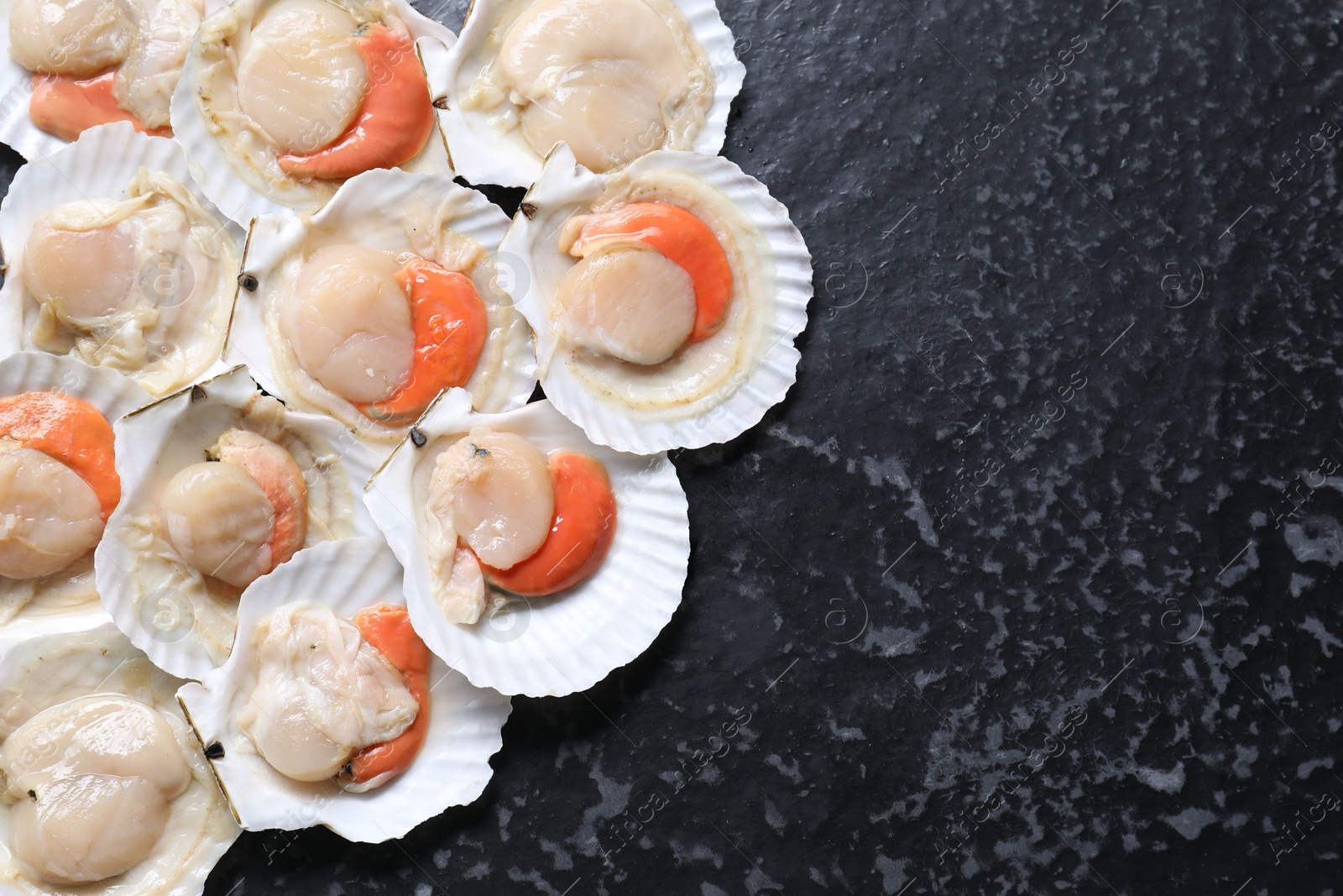 Photo of Fresh raw scallops with shells on black textured table, flat lay. Space for text