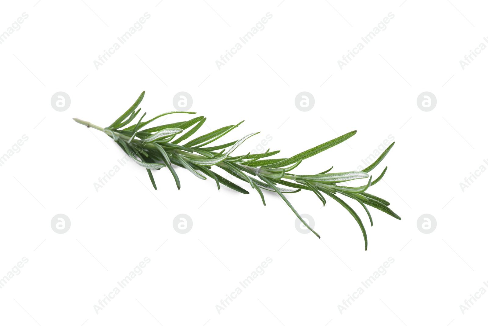 Photo of Fresh green rosemary isolated on white. Aromatic herb