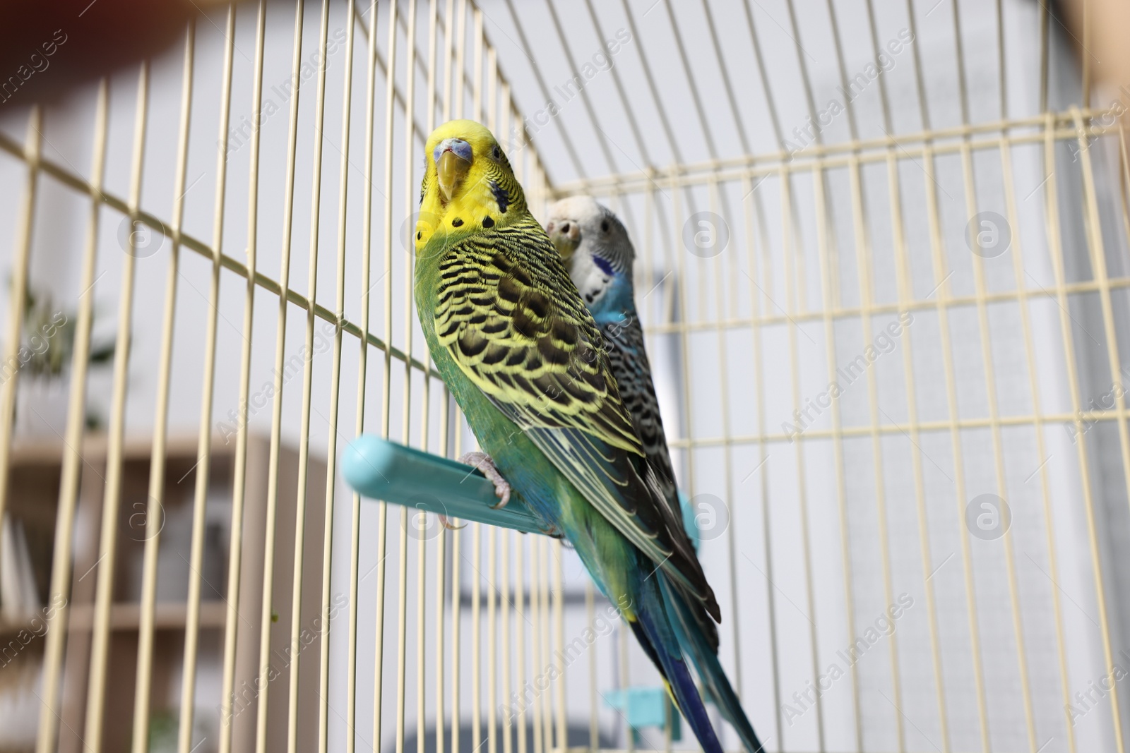 Photo of Beautiful bright parrots in cage indoors. Exotic pets