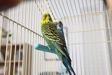 Photo of Beautiful bright parrots in cage indoors. Exotic pets