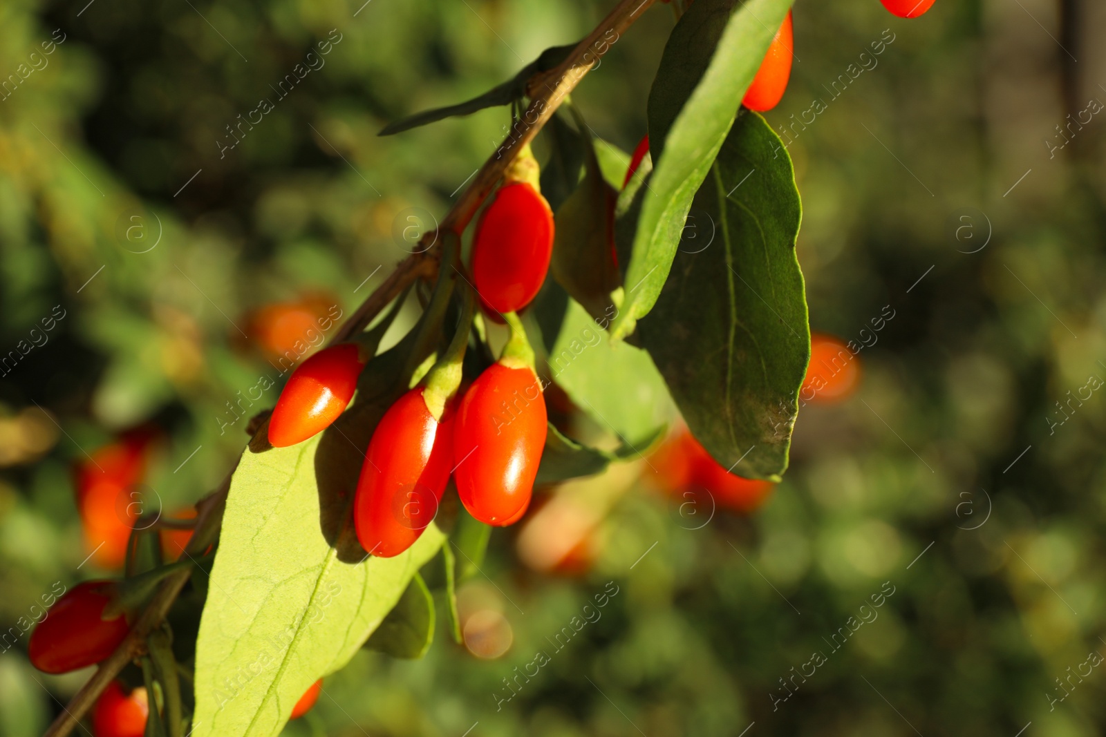 Photo of Branch with ripe fresh goji berries in garden