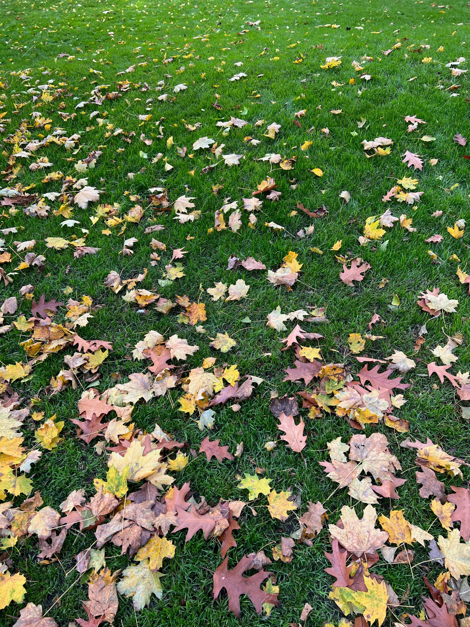 Photo of Many dry leaves on green grass in autumn park