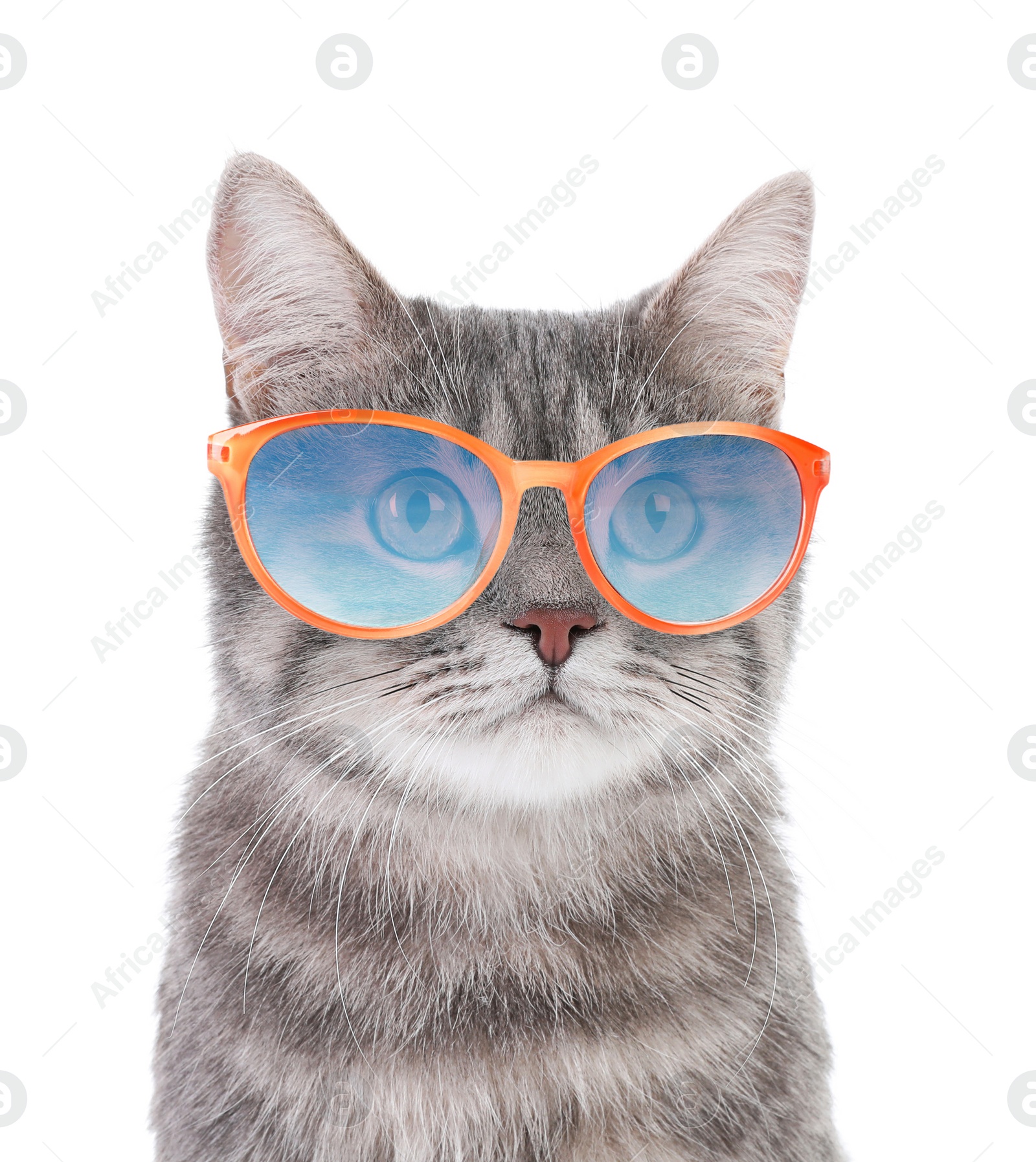 Image of Portrait of gray tabby cat with sunglasses on white background