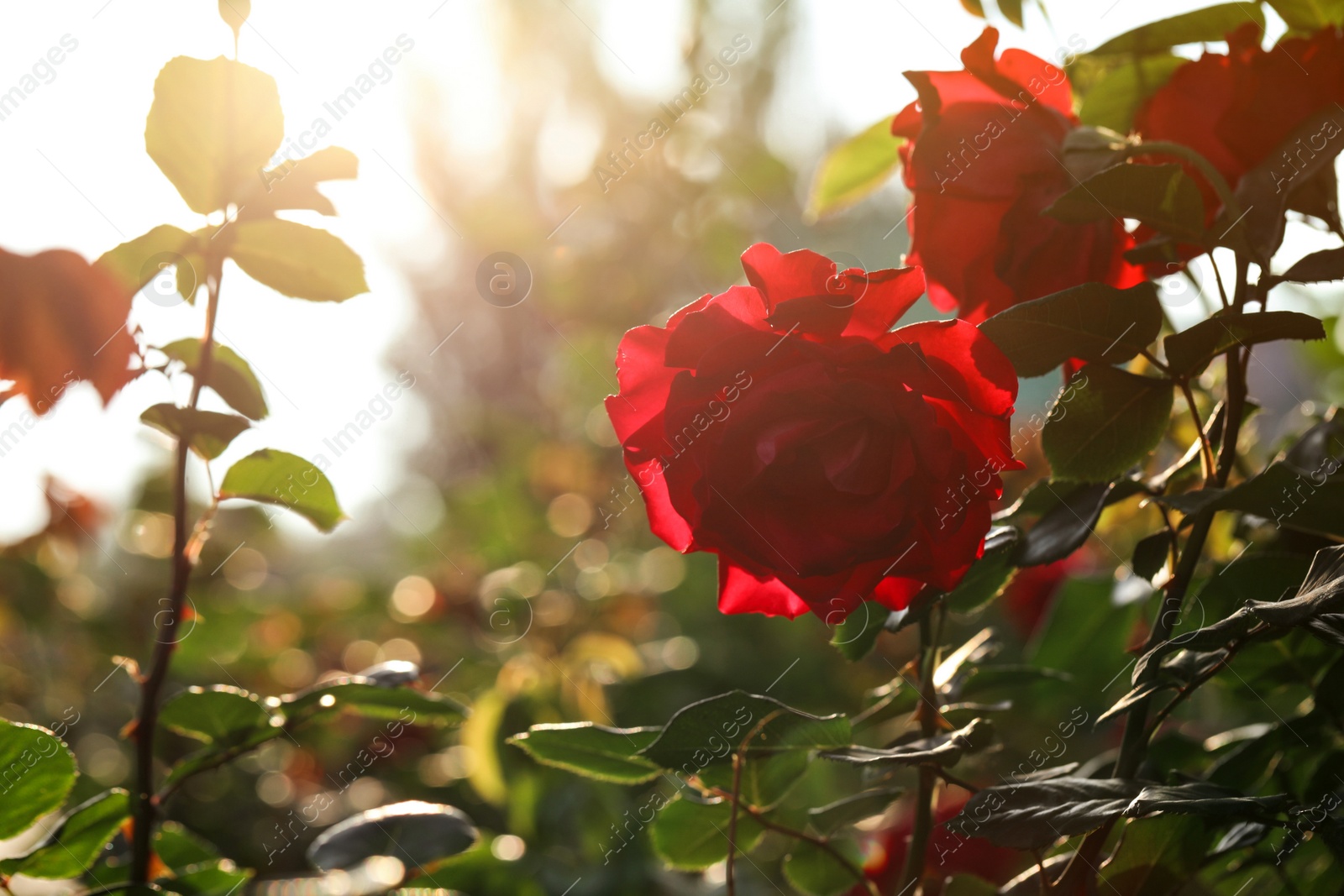 Photo of Beautiful blooming roses in garden on sunny day, space for text