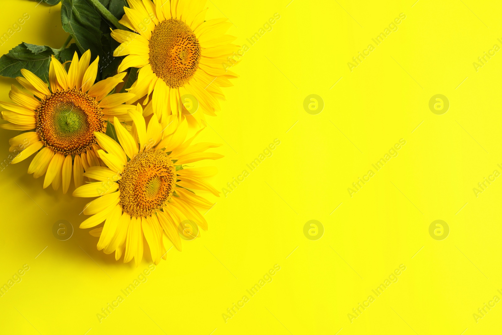 Photo of Beautiful bright sunflowers on yellow background, flat lay. Space for text