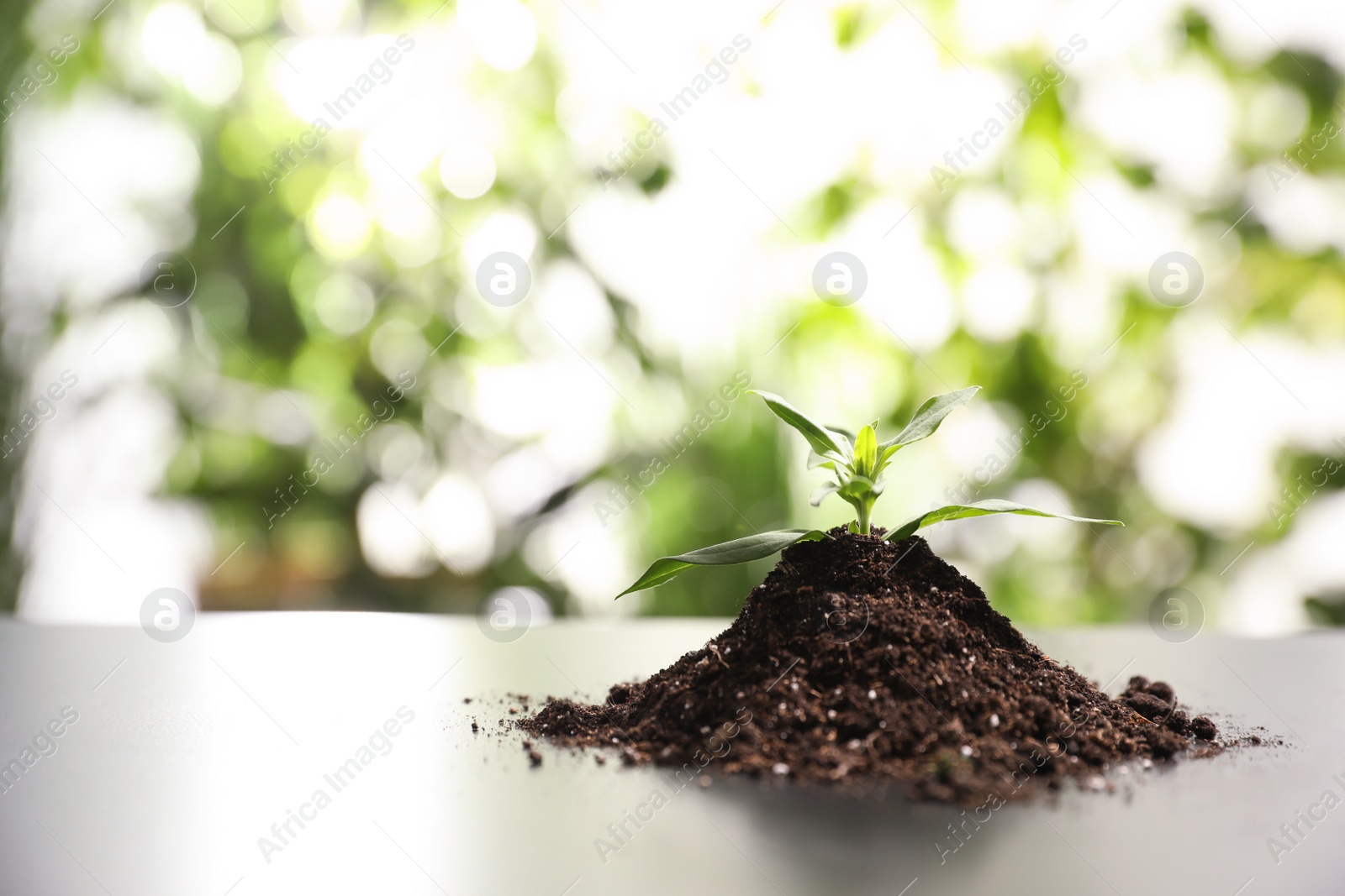 Photo of Pile of soil with young seedling on table against blurred background. Space for text