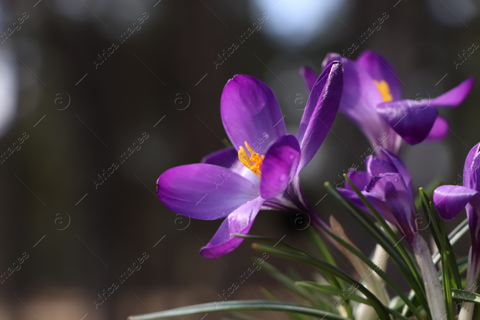 Photo of Fresh purple crocus flowers growing on blurred background, closeup