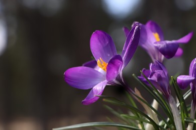 Fresh purple crocus flowers growing on blurred background, closeup