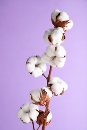 Photo of Branch with fluffy cotton flowers on lilac background