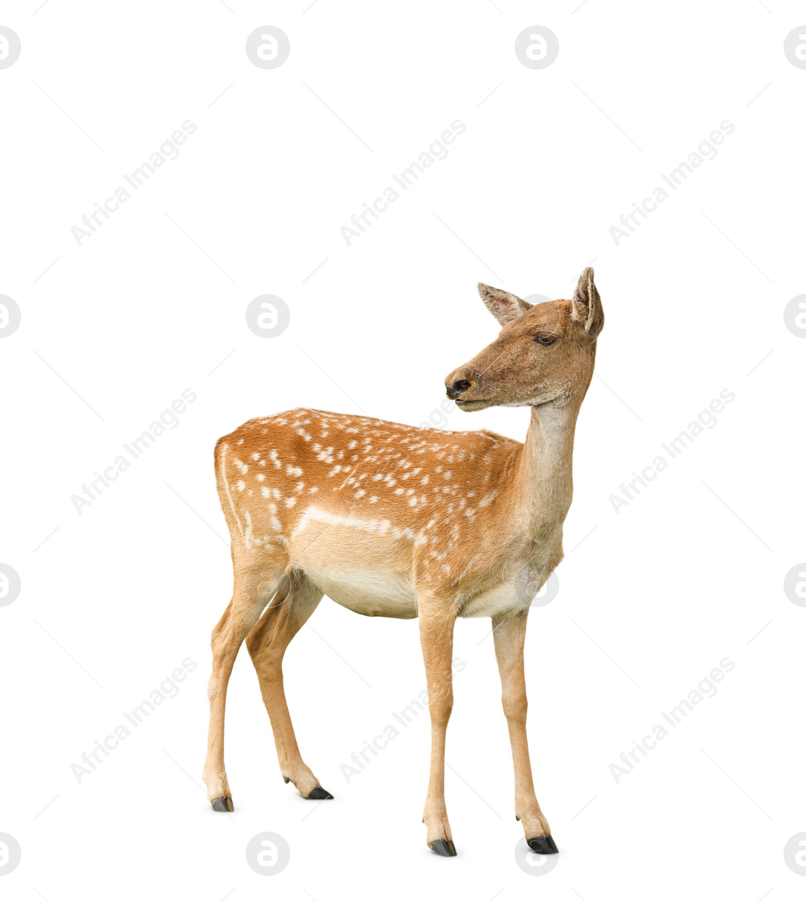 Image of Beautiful deer on white background. Wild animal