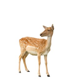 Beautiful deer on white background. Wild animal