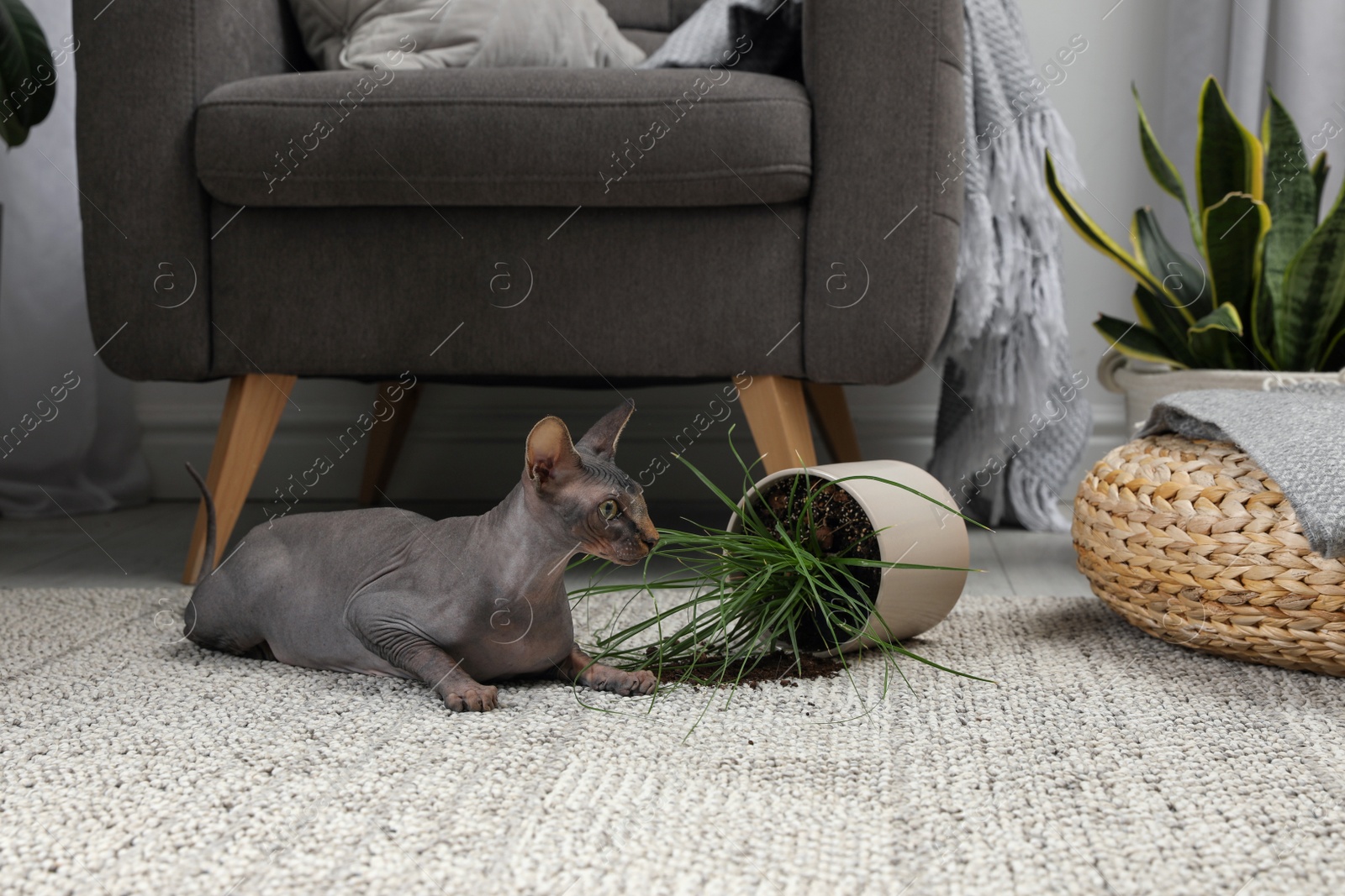 Photo of Sphynx cat near overturned houseplant on carpet at home