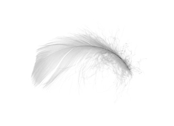 Beautiful fluffy bird feather isolated on white