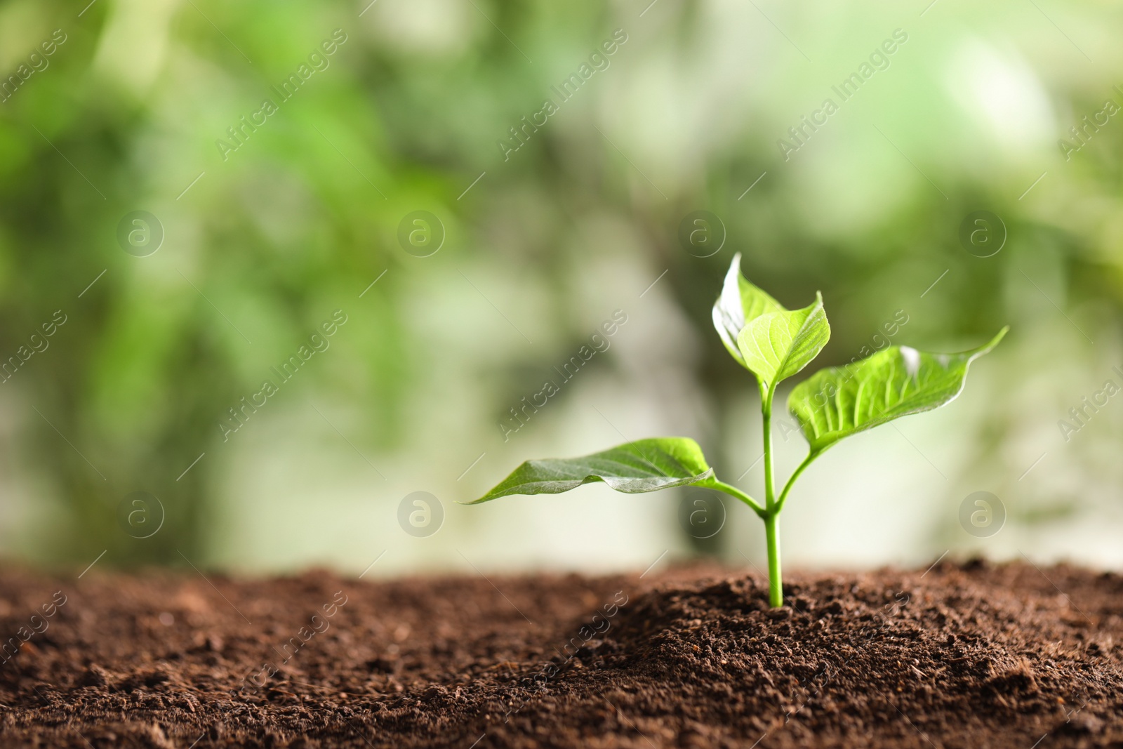 Photo of Young plant in fertile soil on blurred background, space for text. Gardening time