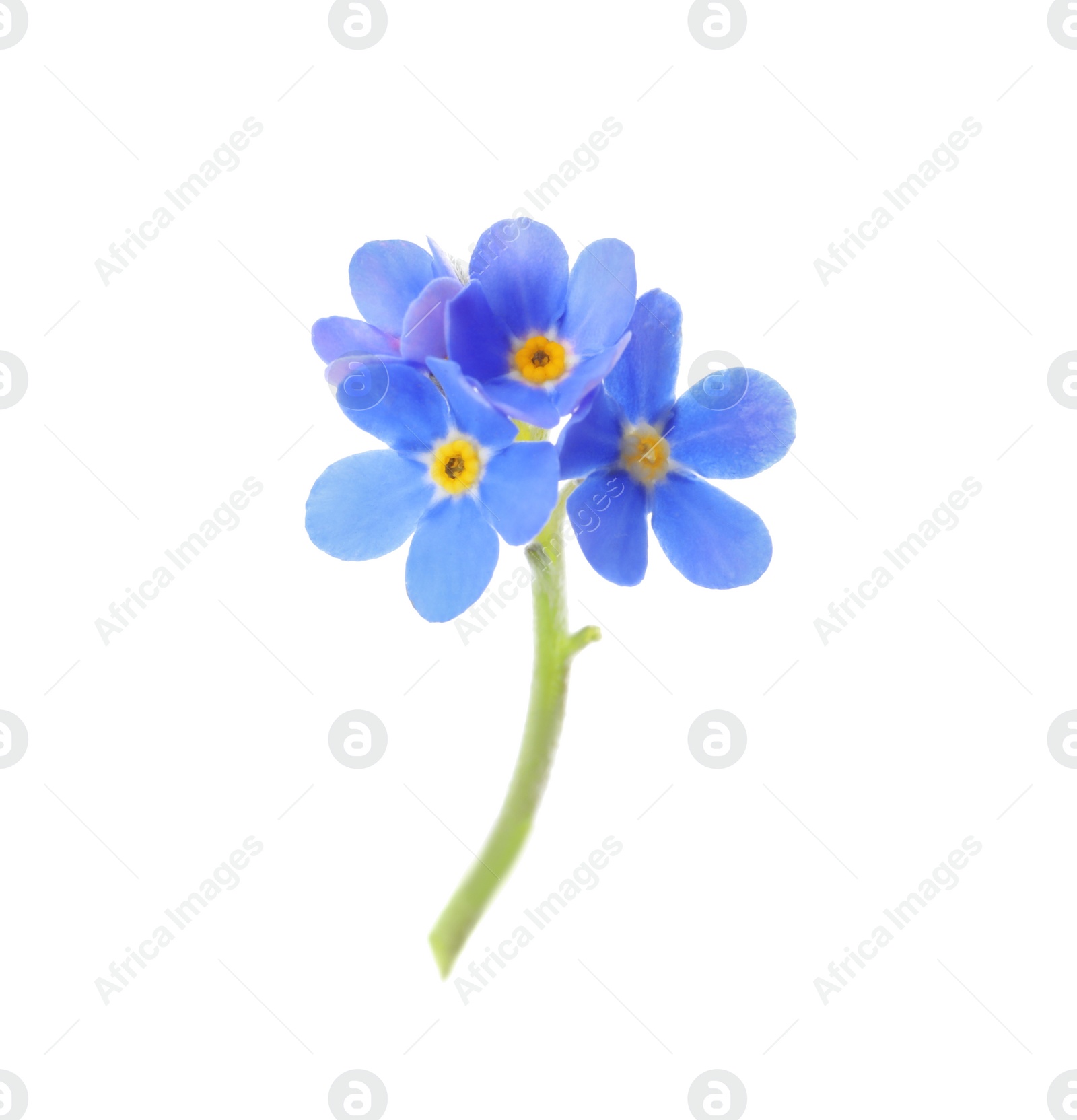 Photo of Beautiful blue Forget-me-not flowers isolated on white