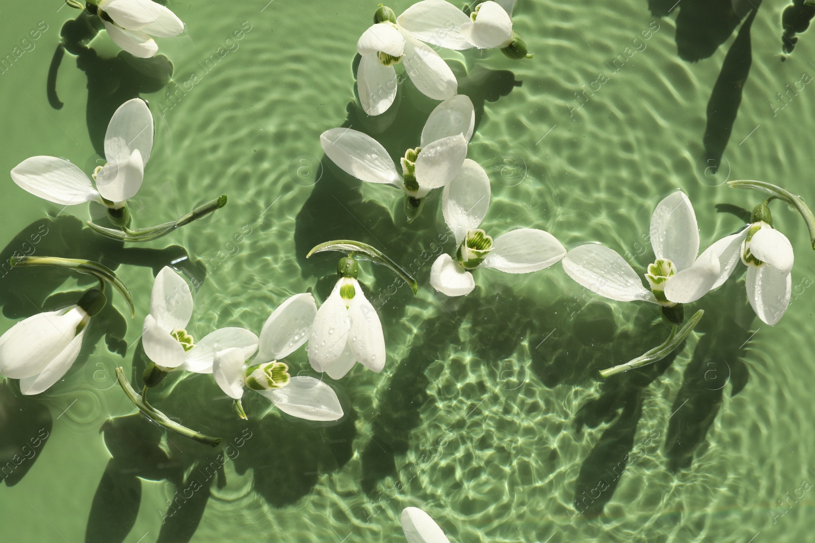 Photo of Beautiful flowers in water on green background, top view