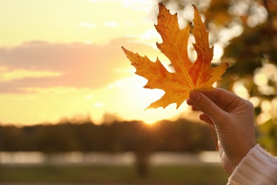 Photo of Woman holding beautiful leaf in park, closeup. Autumn season