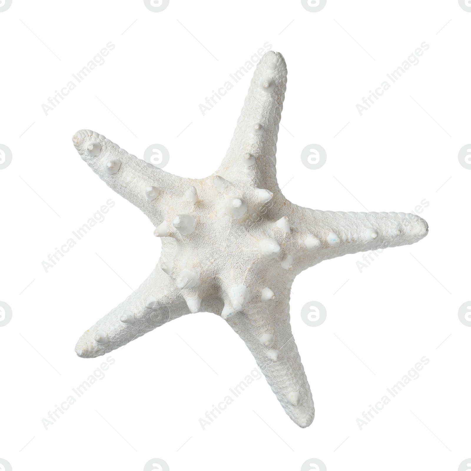 Photo of Beautiful sea star isolated on white. Beach object