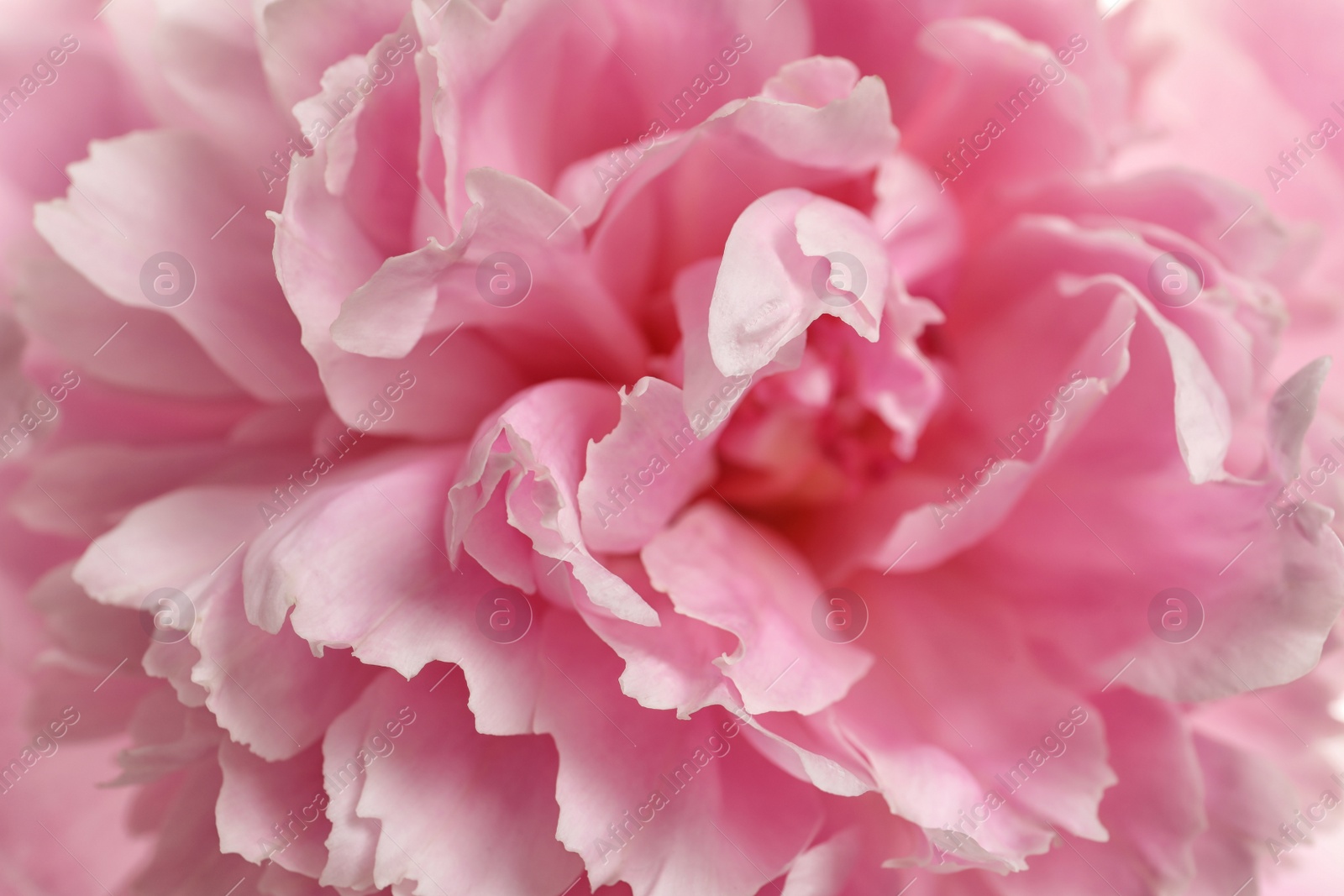 Photo of Fragrant peony as background, closeup view. Beautiful spring flower