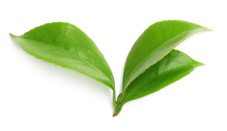 Photo of Green leaves of tea plant on white background