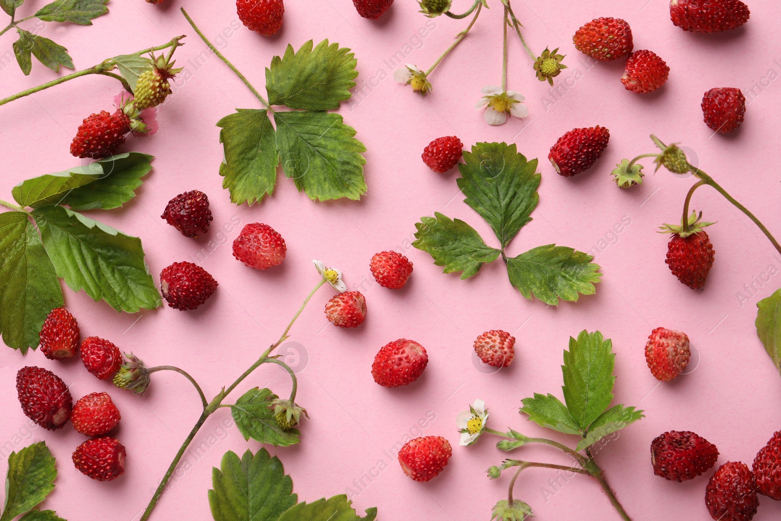 Photo of Many fresh wild strawberries, flowers and leaves on pink background, flat lay