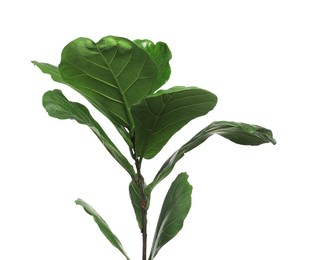 Fiddle Fig or Ficus Lyrata plant with green leaves on white background