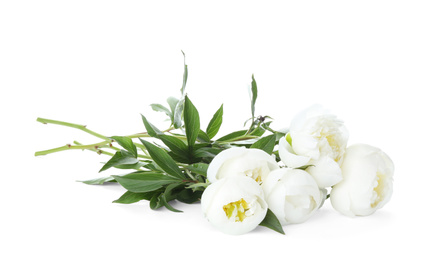 Beautiful blooming peony flowers isolated on white