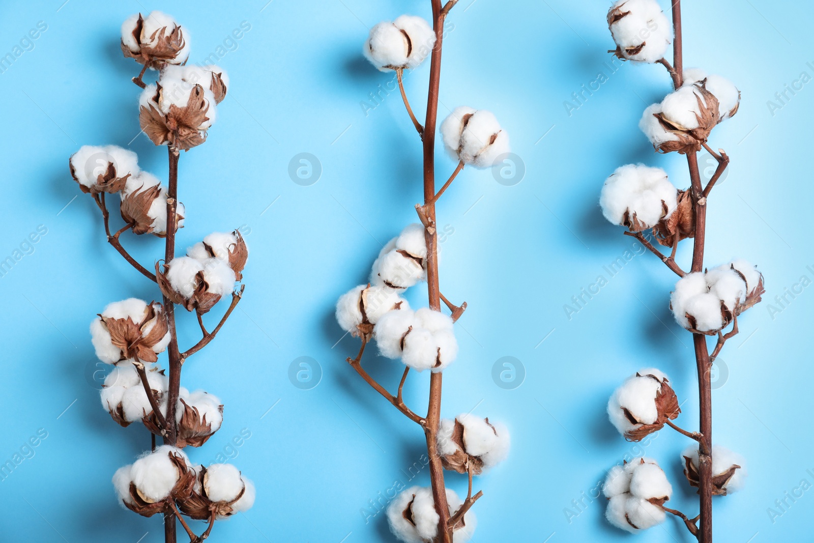 Photo of Fluffy cotton flowers on light blue background, flat lay