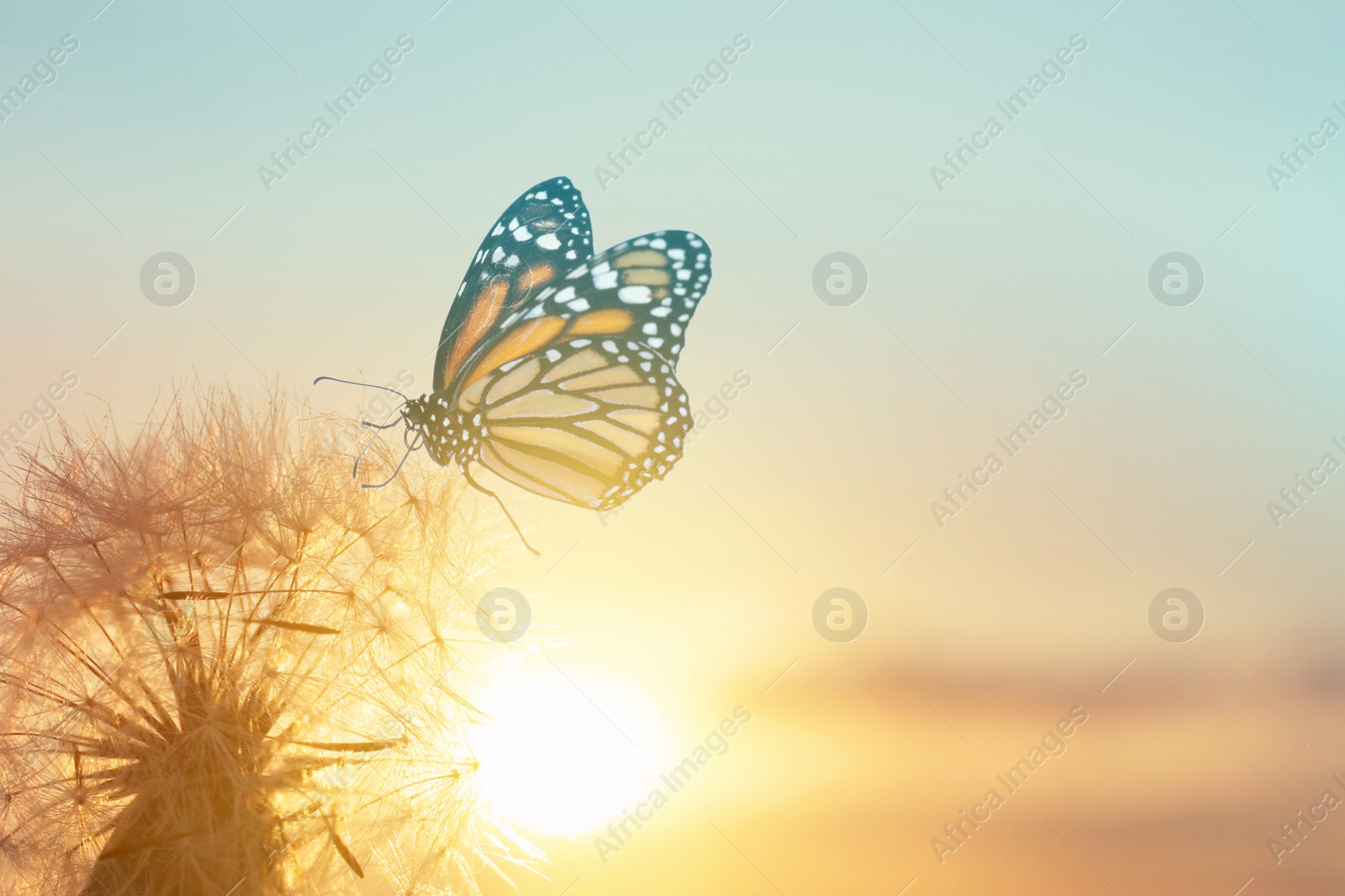 Image of Beautiful butterfly and delicate fluffy dandelion at sunset 