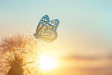 Beautiful butterfly and delicate fluffy dandelion at sunset 