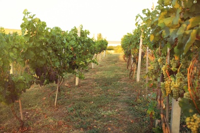 Beautiful view of vineyard with ripe grapes