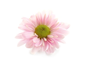 Beautiful and delicate chamomile flower on white background