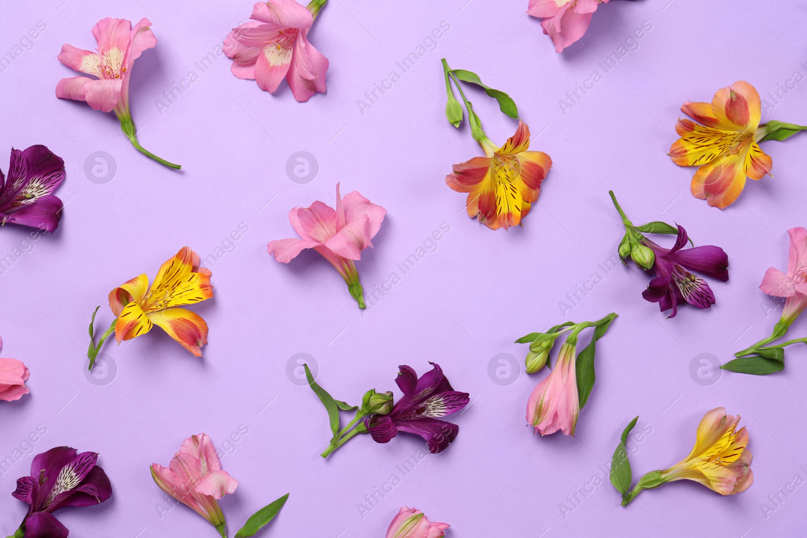 Photo of Flat lay composition with beautiful alstroemeria flowers on violet background