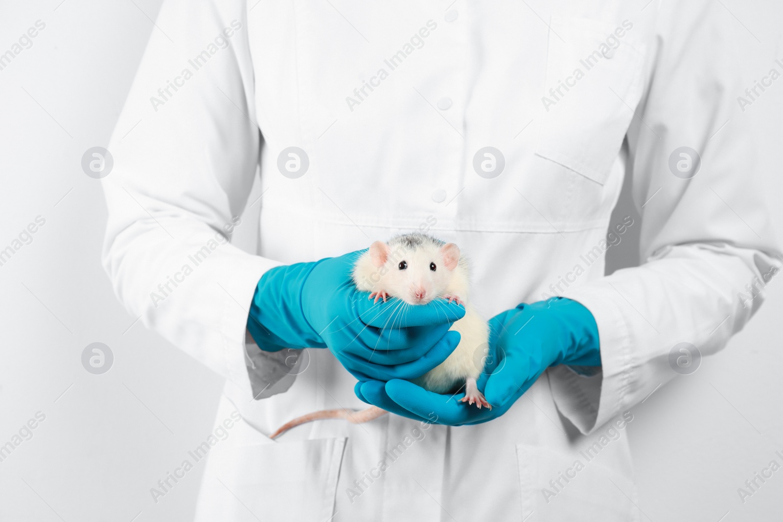 Photo of Scientist holding laboratory rat on white background, closeup