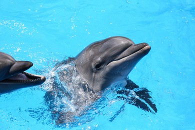 Photo of Dolphins swimming in pool at marine mammal park