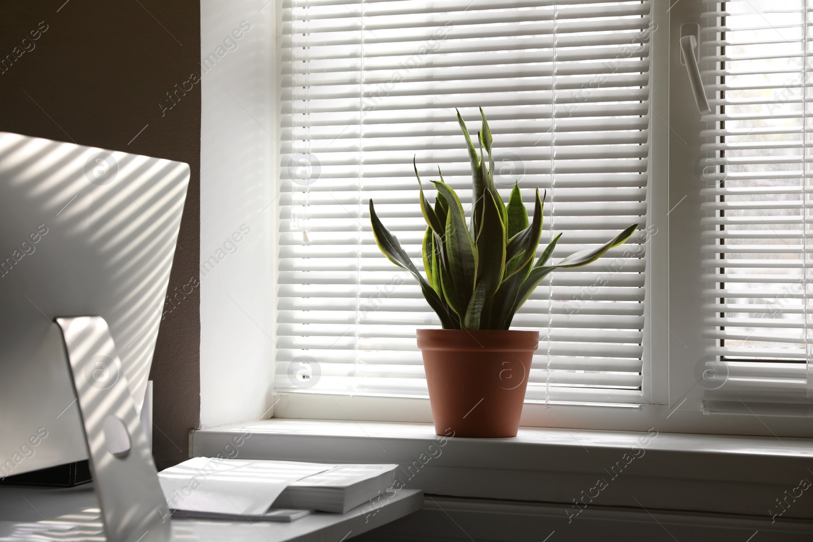 Photo of Beautiful plant on window sill. Home decor