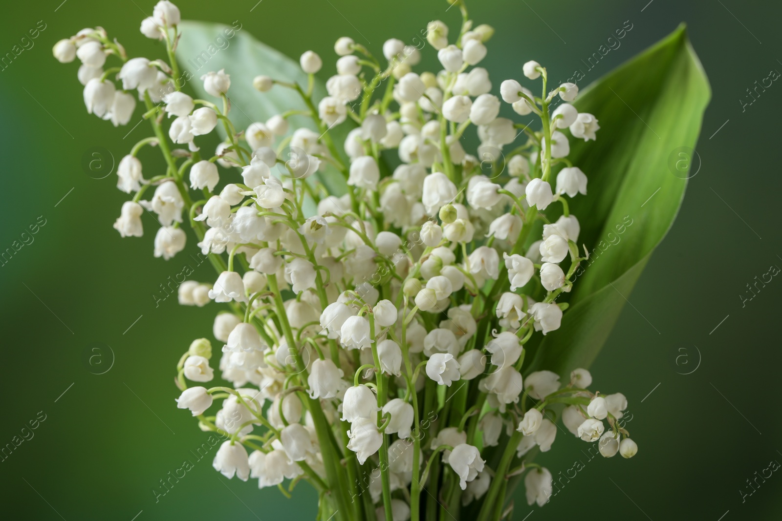 Photo of Beautiful lily of the valley flowers on blurred green background, closeup