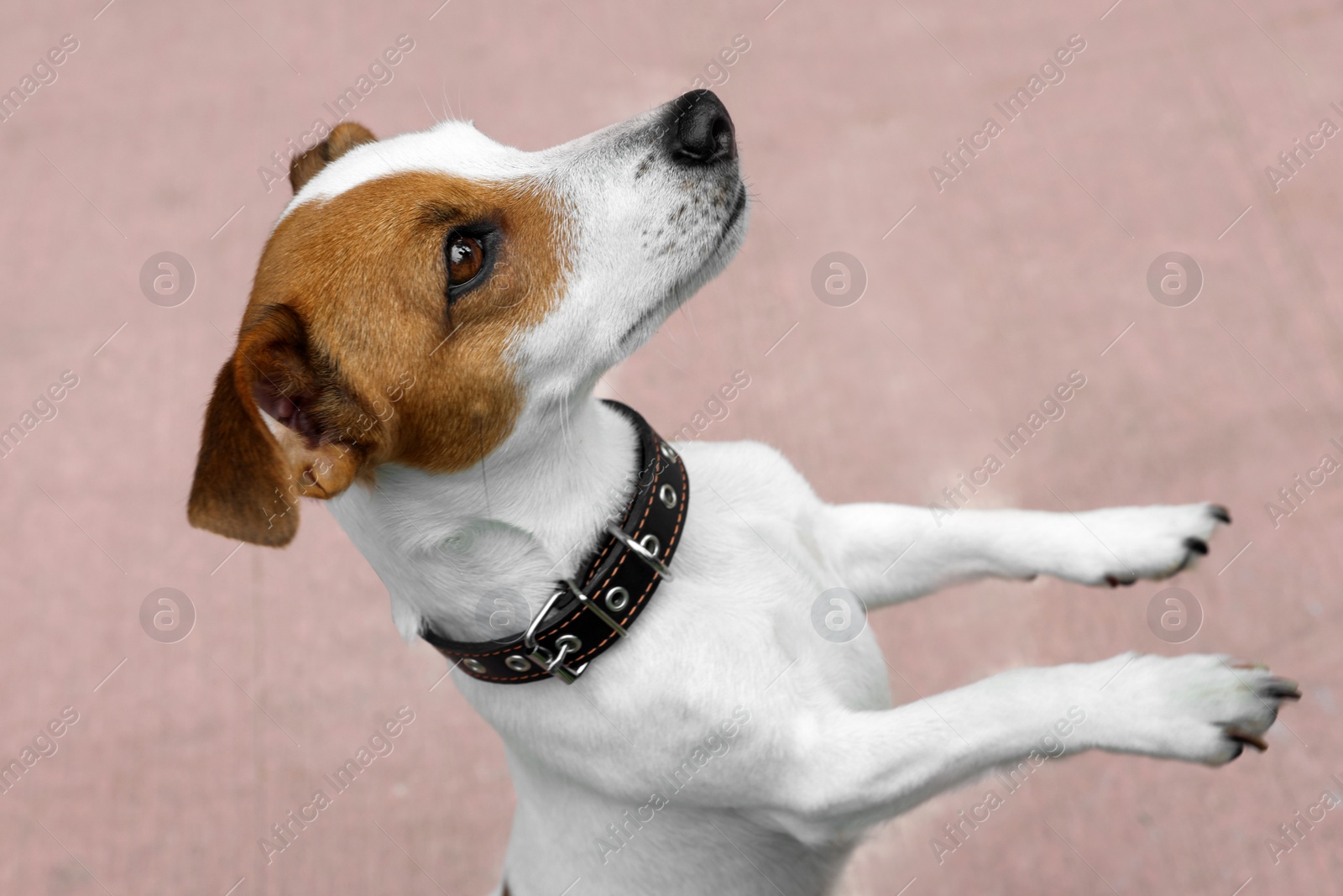 Photo of Beautiful Jack Russell Terrier in black leather dog collar outdoors