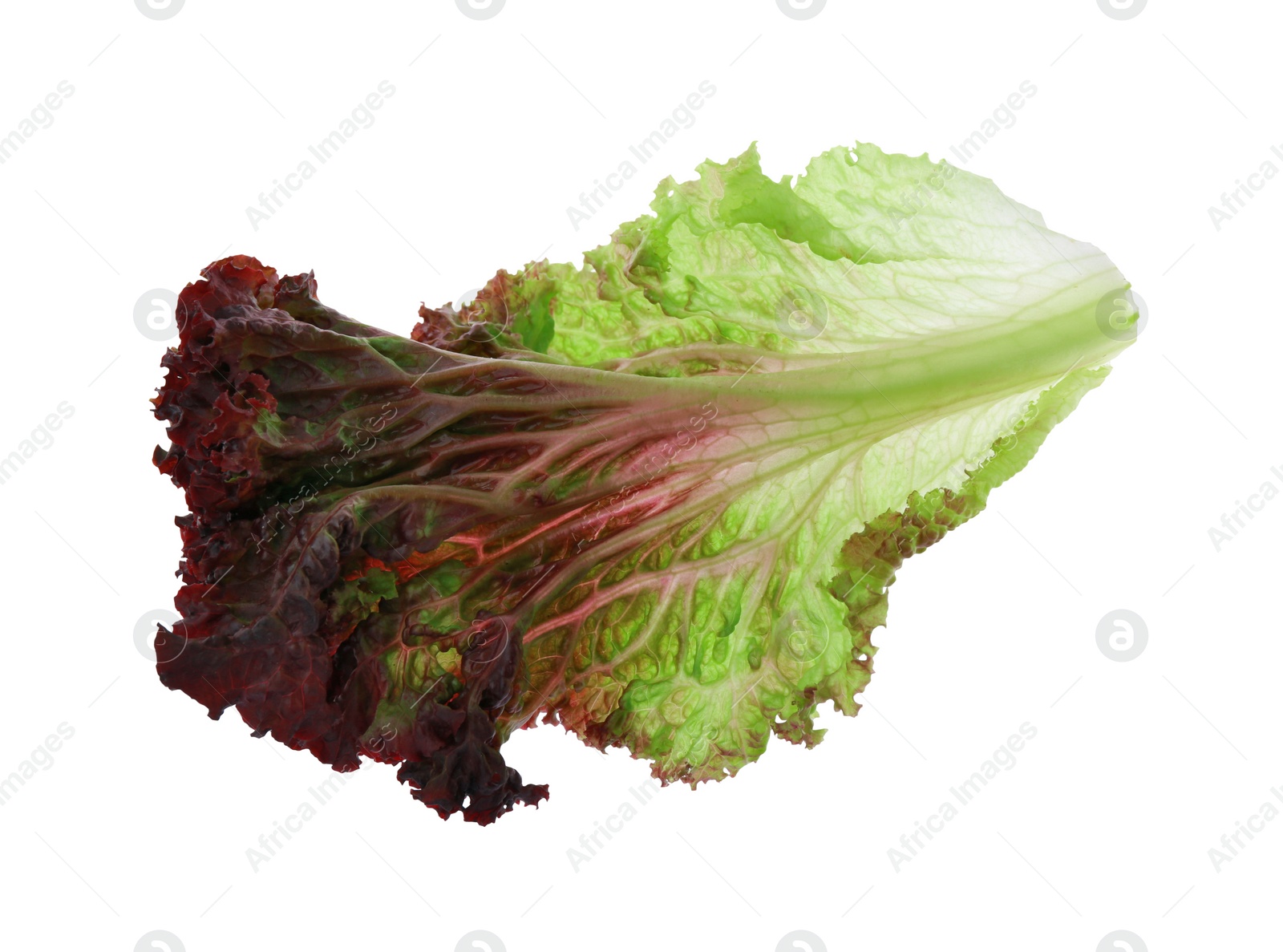 Photo of Leaf of fresh red coral lettuce isolated on white