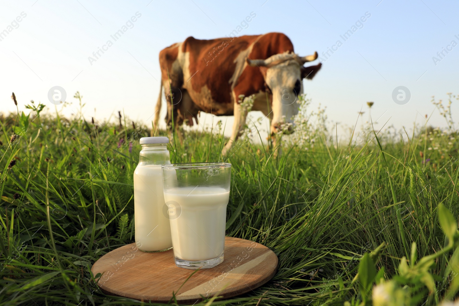 Photo of Glass and bottle of milk on wooden board with cow grazing in meadow