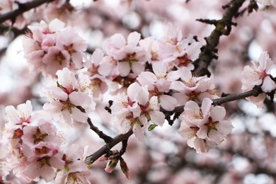 Photo of Delicate spring pink cherry blossoms on tree outdoors, closeup