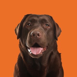 Image of Chocolate labrador retriever on orange background. Adorable pet