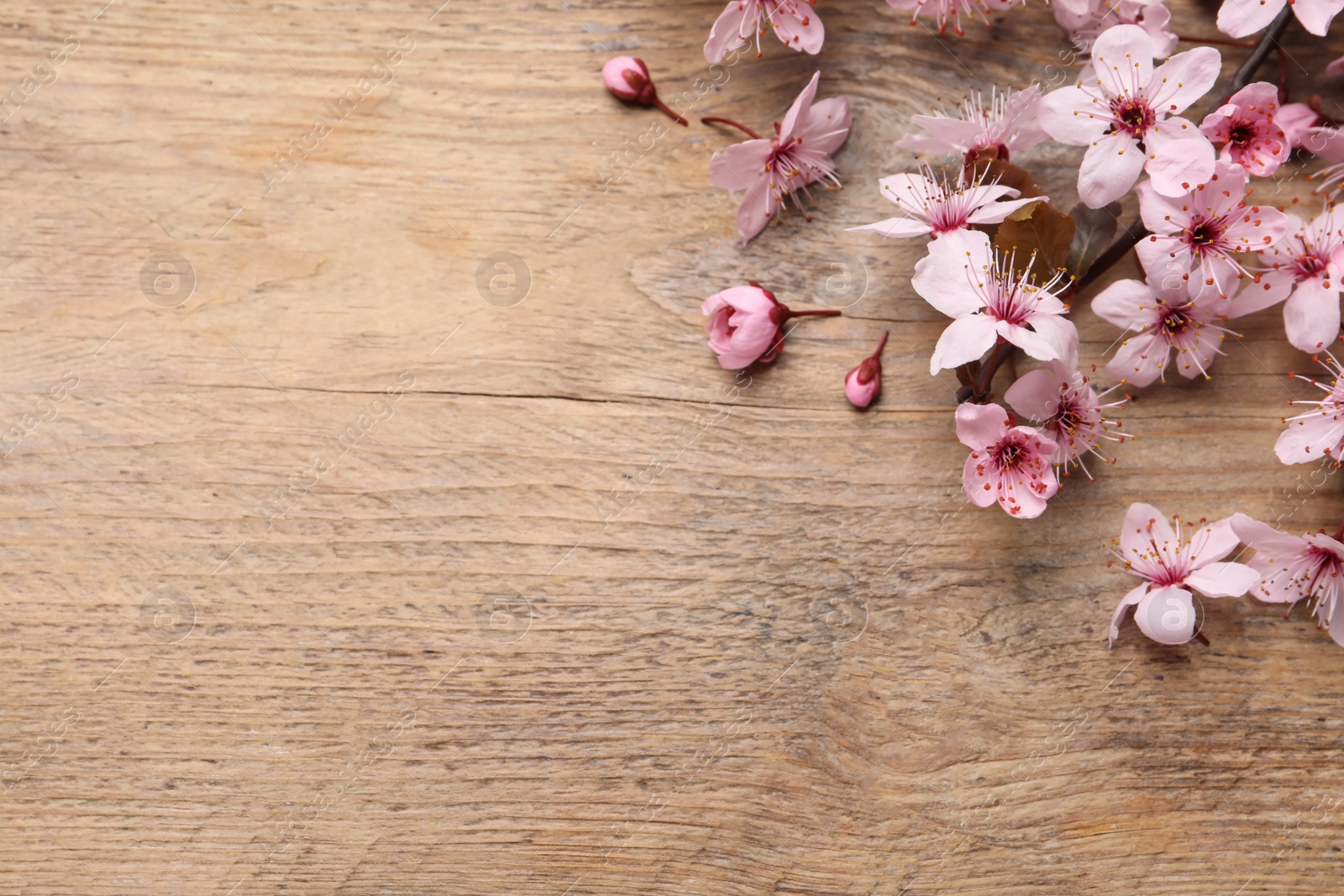 Photo of Beautiful spring tree blossoms on wooden table, flat lay. Space for text