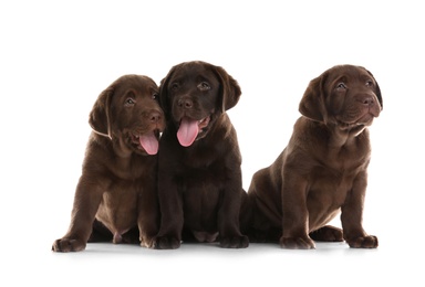 Photo of Chocolate Labrador Retriever puppies on white background