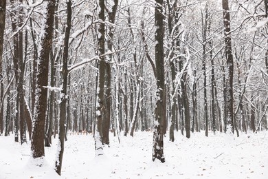 Photo of Trees covered with snow in winter park