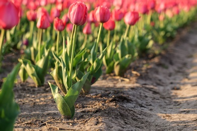 Field with fresh beautiful tulips, space for text. Blooming spring flowers